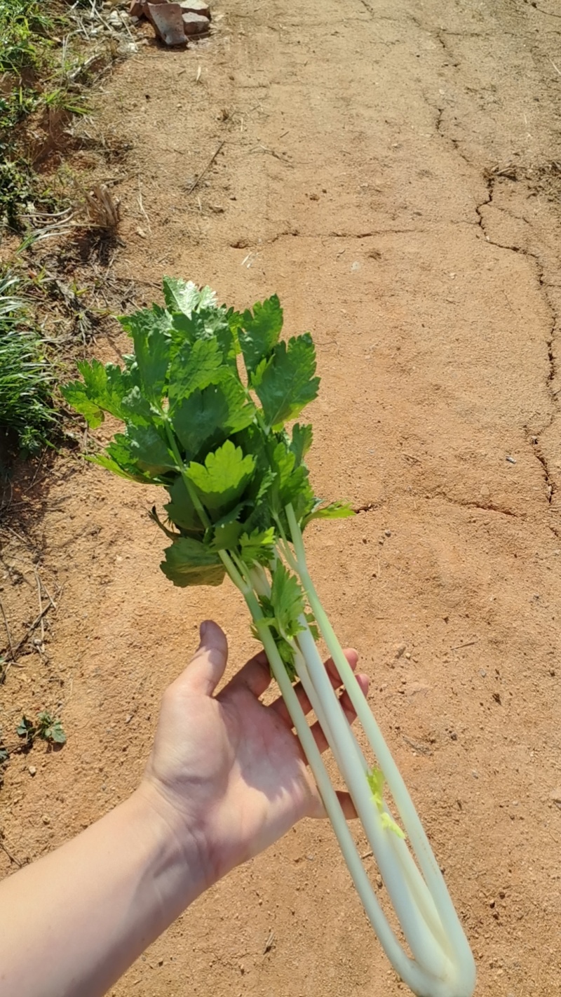 白香芹