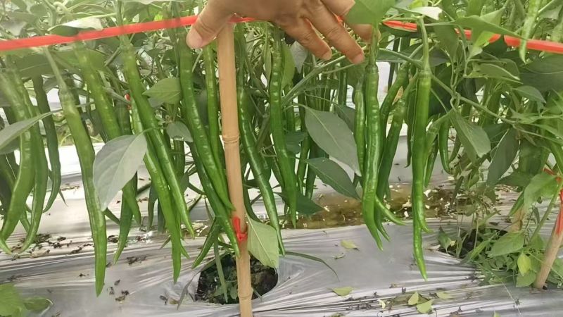 3号线青椒线椒广西鲜辣椒产地直发保质保量对接全国