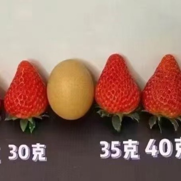 丹东99草莓