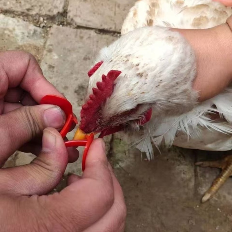 鸡眼镜养殖无栓方便防打架防啄毛防啄肛大公鸡卡式鸡戴
