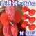 鸡眼镜养殖无栓方便防打架防啄毛防啄肛大公鸡卡式鸡戴