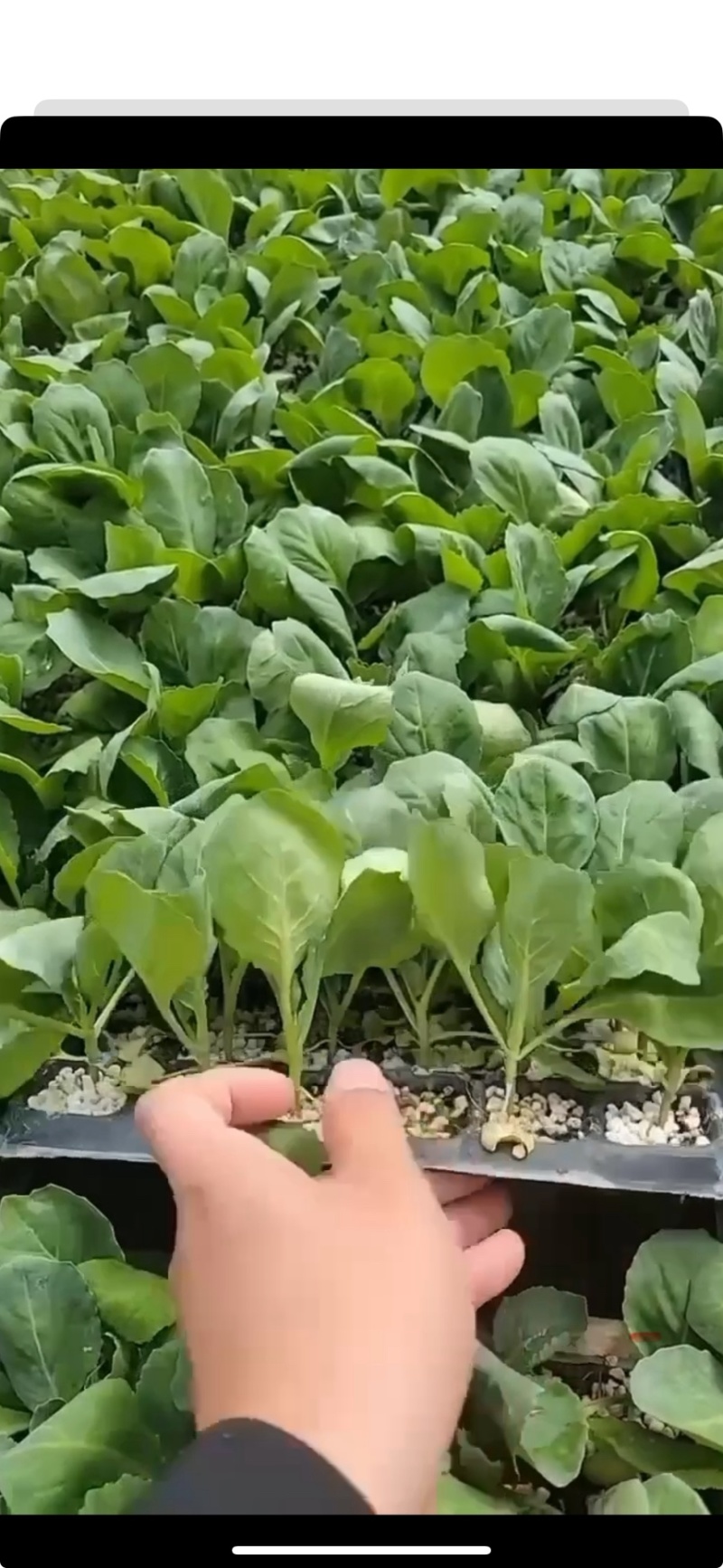 甘蓝苗包菜苗卷心菜苗耐裂松软黄芯甘兰莲花白苗