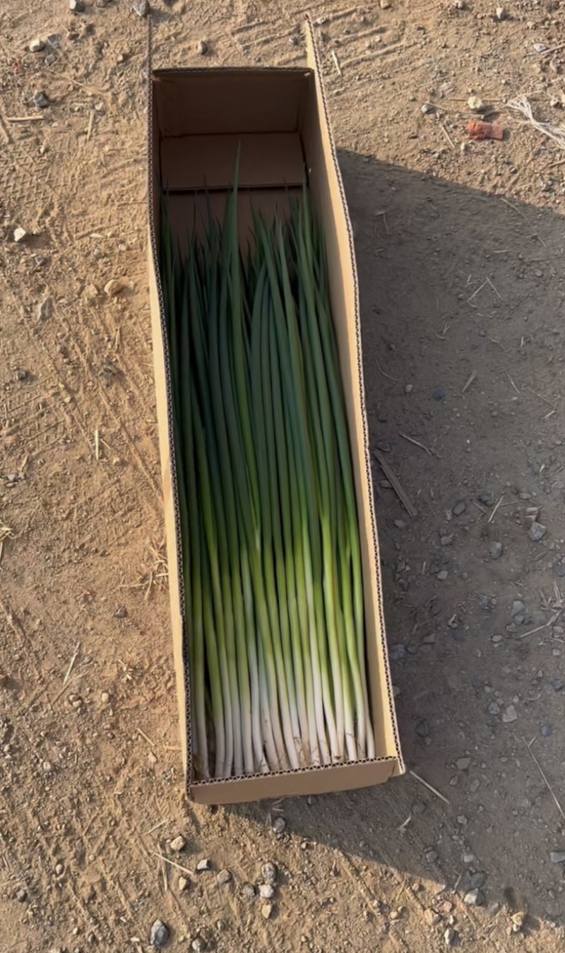 辽宁大连金州小葱开卖