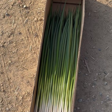 辽宁大连金州小葱开卖