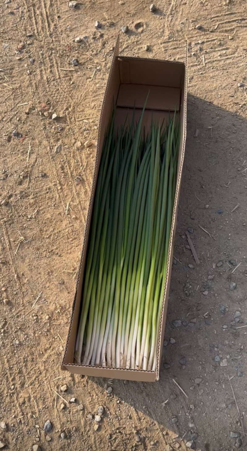 辽宁大连金州小葱开卖