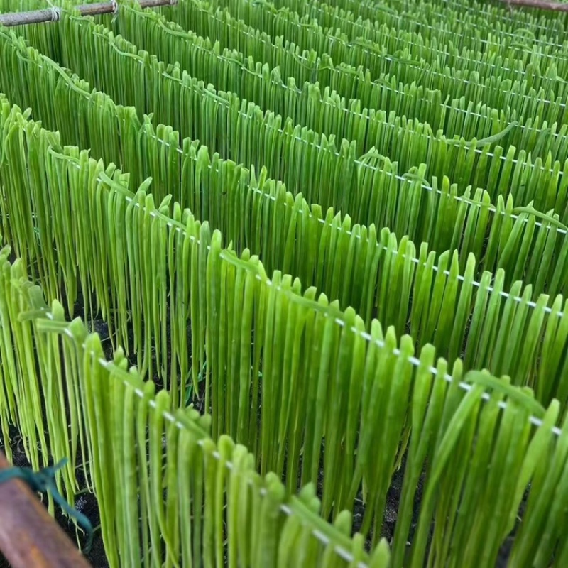 云南贡菜干品质保证接受预定价格合理对接电商