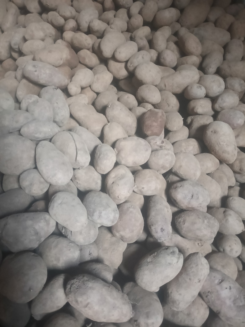 土豆青薯9号1吨