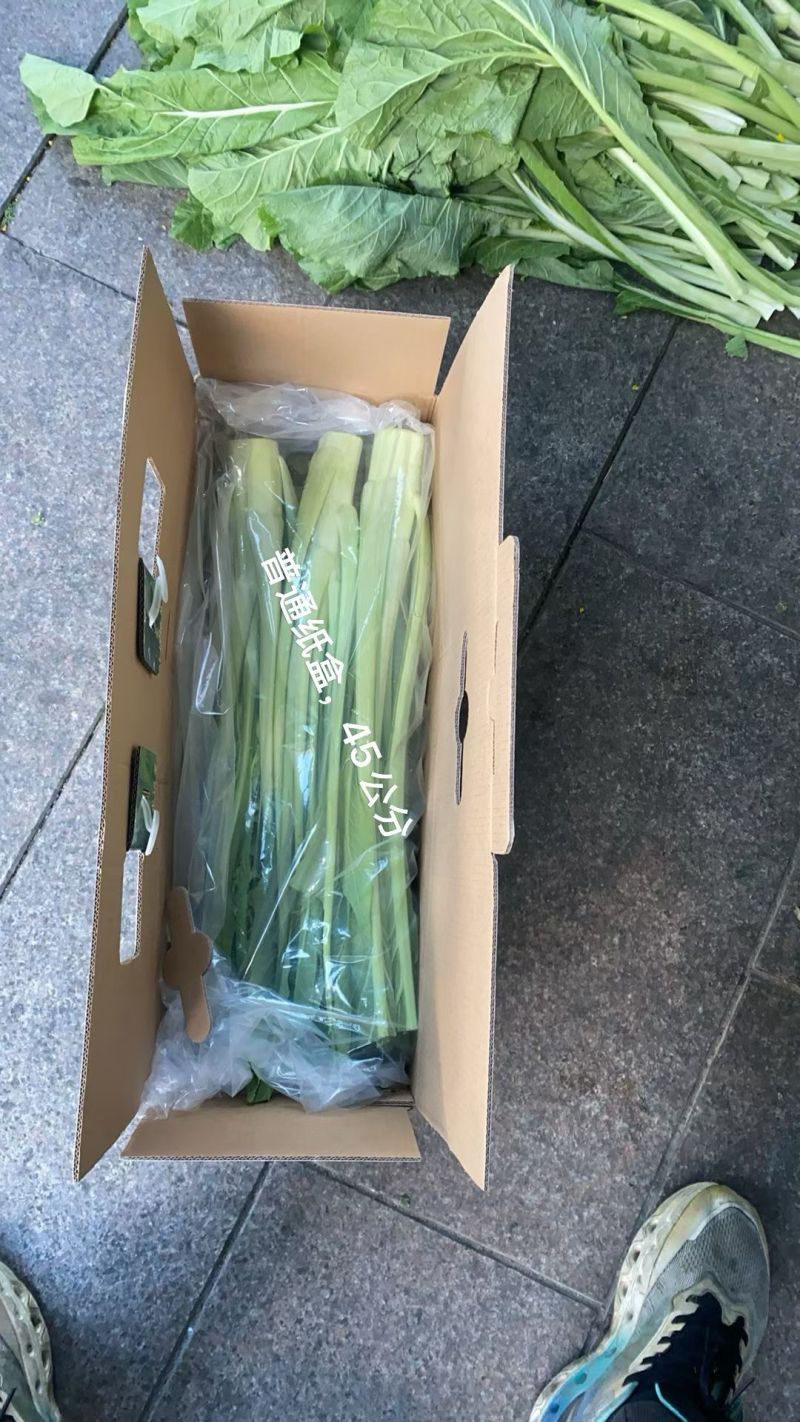 迟菜心欢迎预订