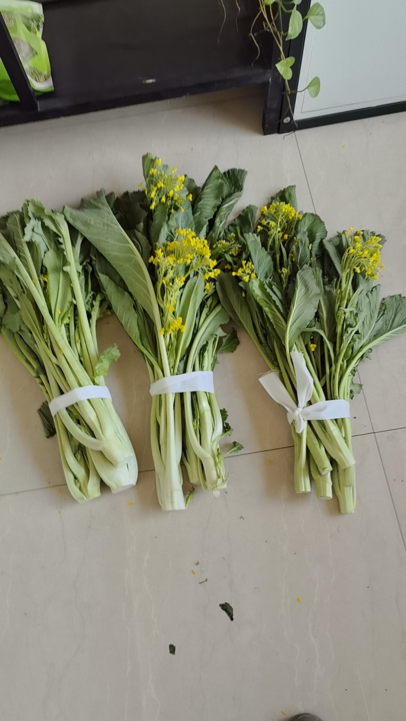 迟菜心欢迎预订