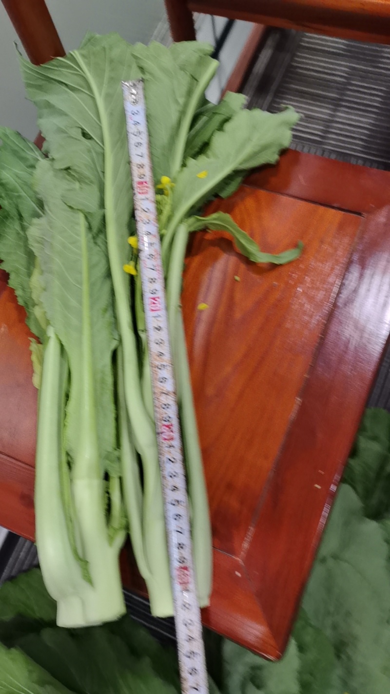 迟菜心欢迎预订
