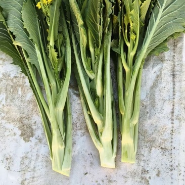 迟菜心欢迎预订