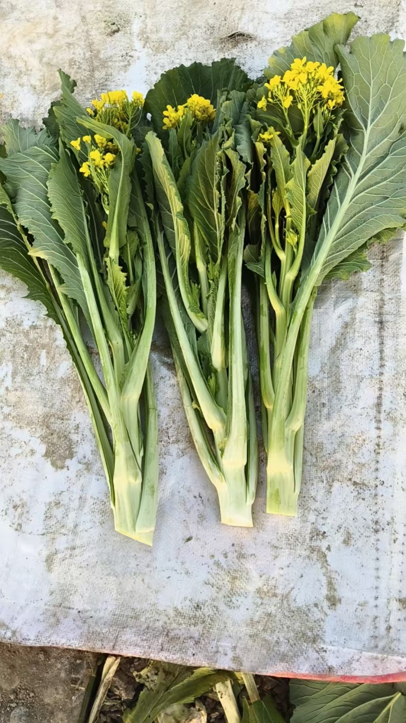 迟菜心欢迎预订