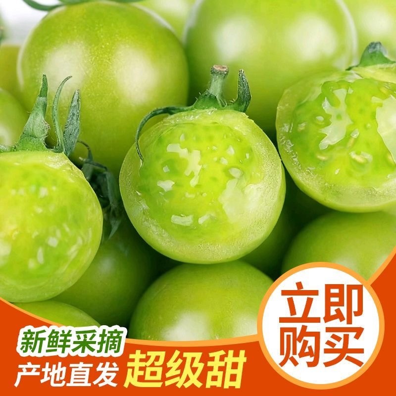 【寿光青甜】新鲜青甜2号绿色小番茄圣女果产地直出农家种植