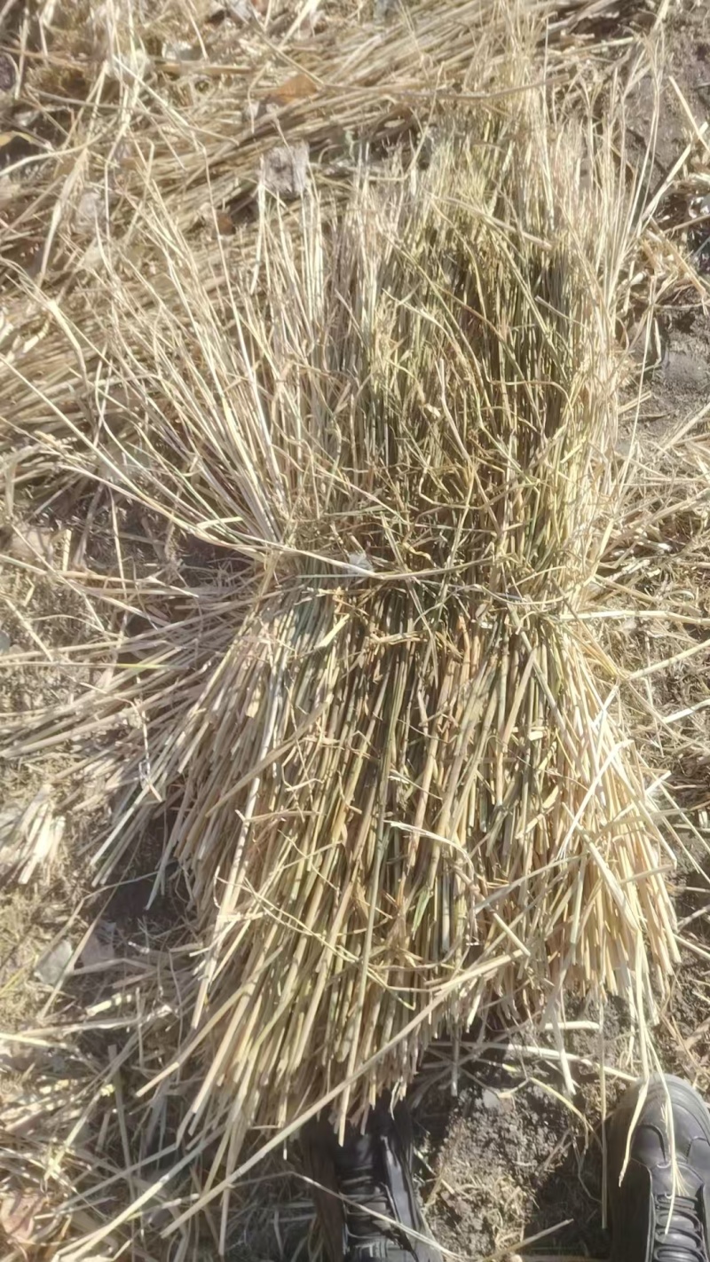 防风治沙草，大量现货，保质保量，欢迎咨询