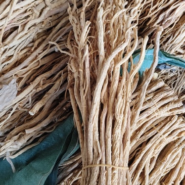 甘肃陇西特产药材。关防风去头货