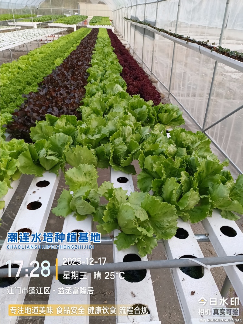 沙拉生菜