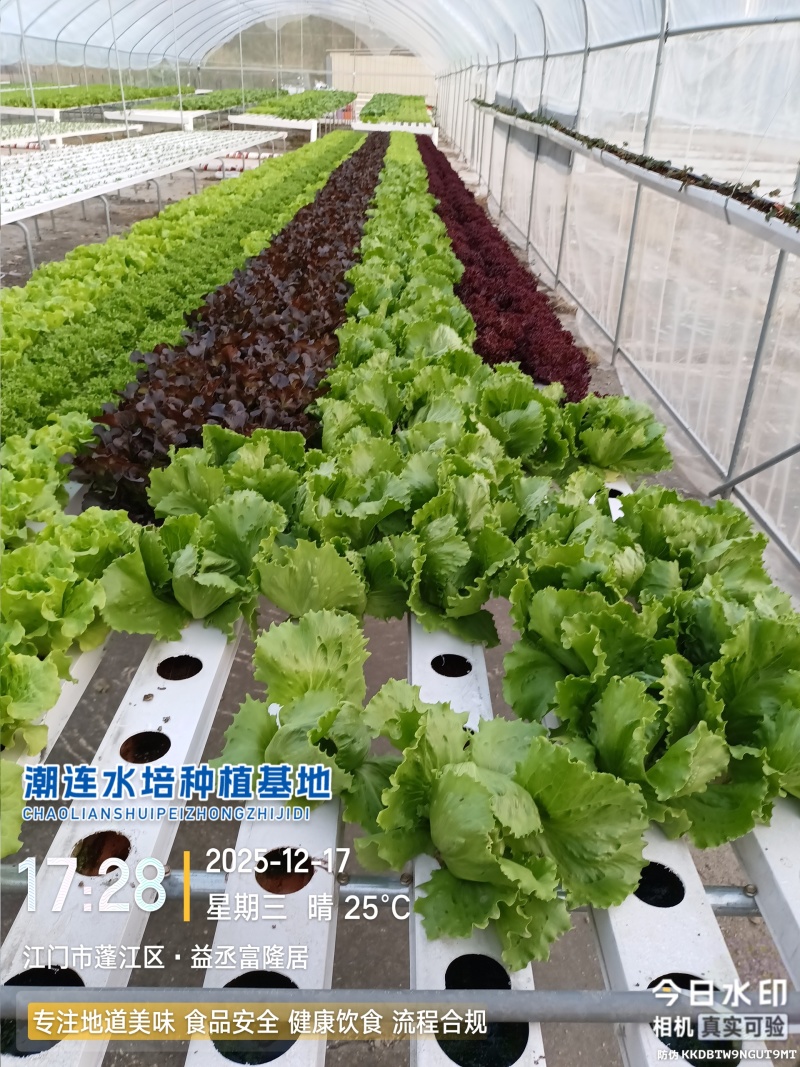 沙拉生菜