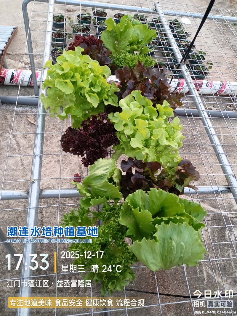沙拉生菜