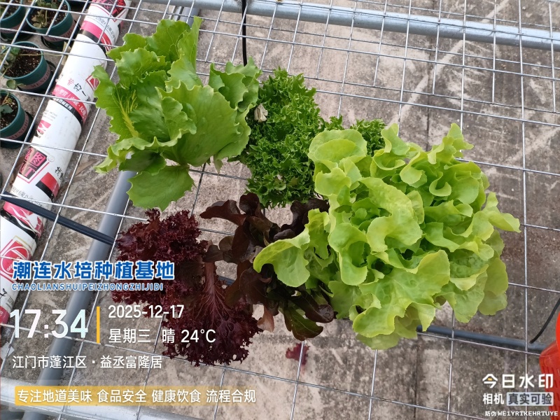 沙拉生菜