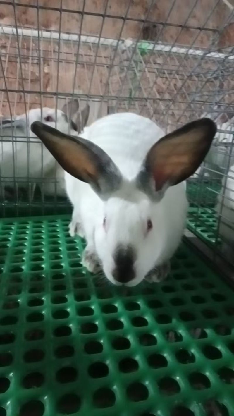 肉兔