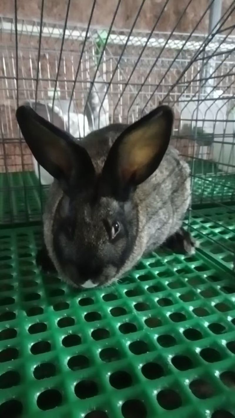 肉兔