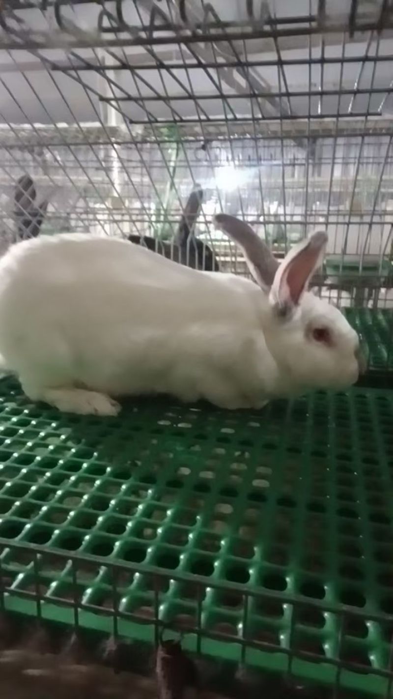 肉兔