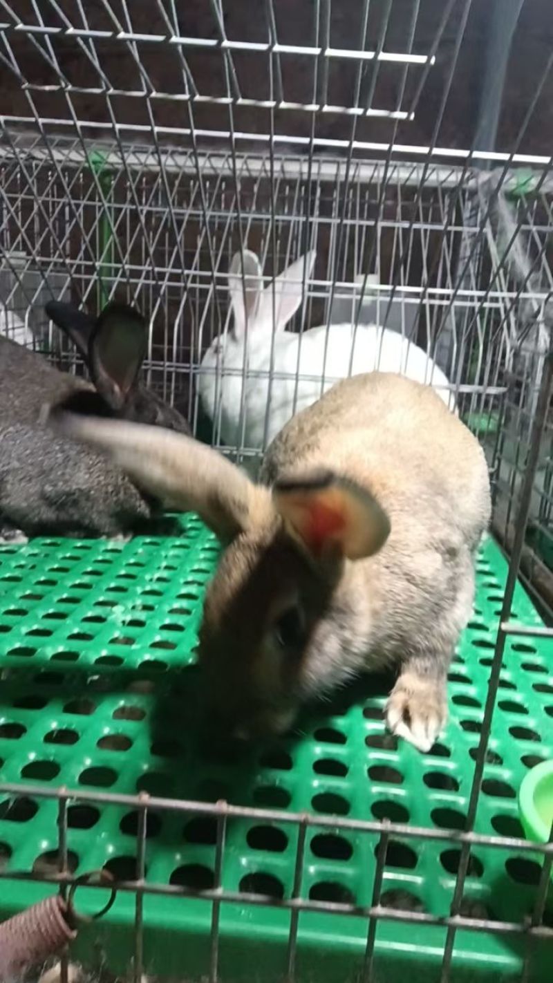 肉兔
