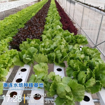沙拉生菜