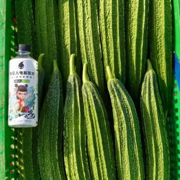 高品质花点丝瓜