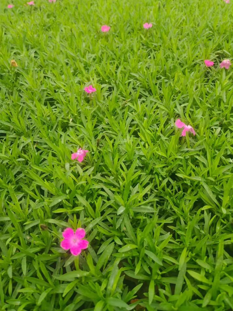 绿化苗木欧石竹基地批发！耐寒耐旱性极强！花期长达300左