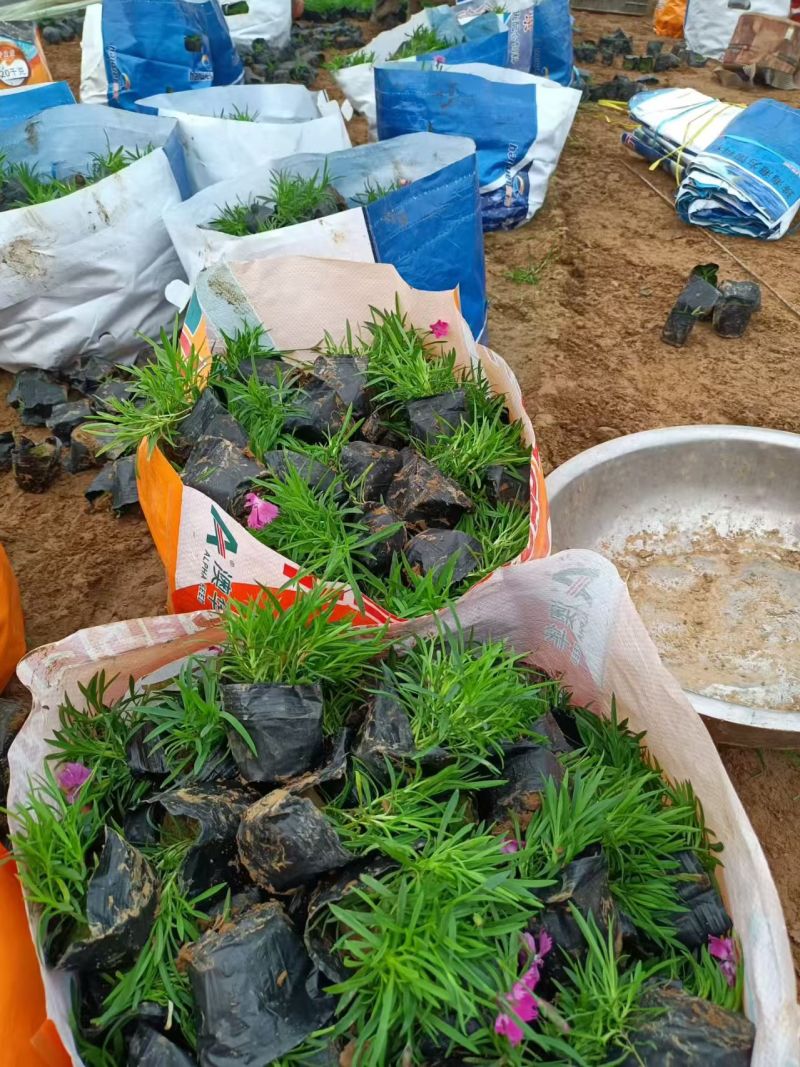 绿化苗木欧石竹基地批发！耐寒耐旱性极强！花期长达300左