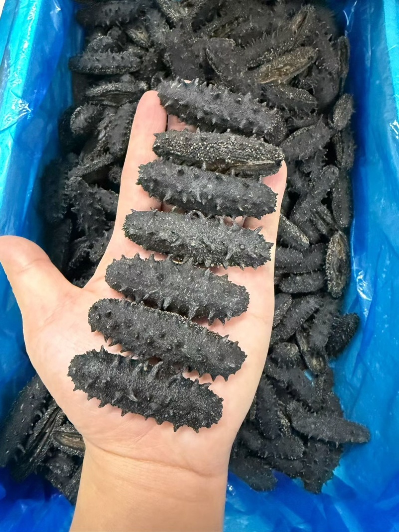 大连辽参国标开口辽参干品海参泡发率10倍刺长厚肉滋补品