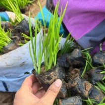 绿化苗木水生鸢尾(黄菖蒲)基地批发适合公园河边等栽植