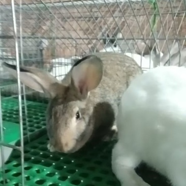 肉兔养殖
