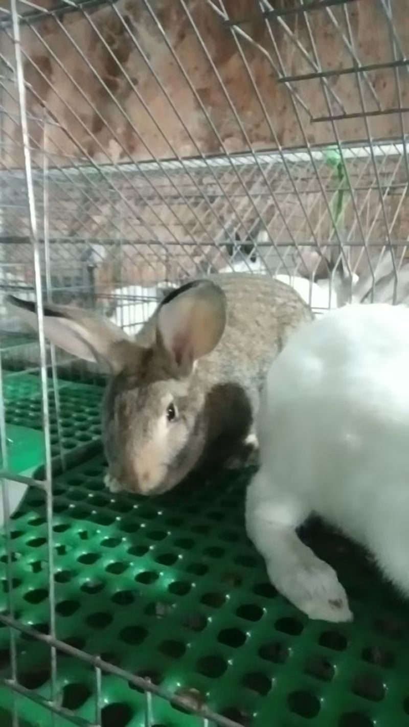 肉兔养殖