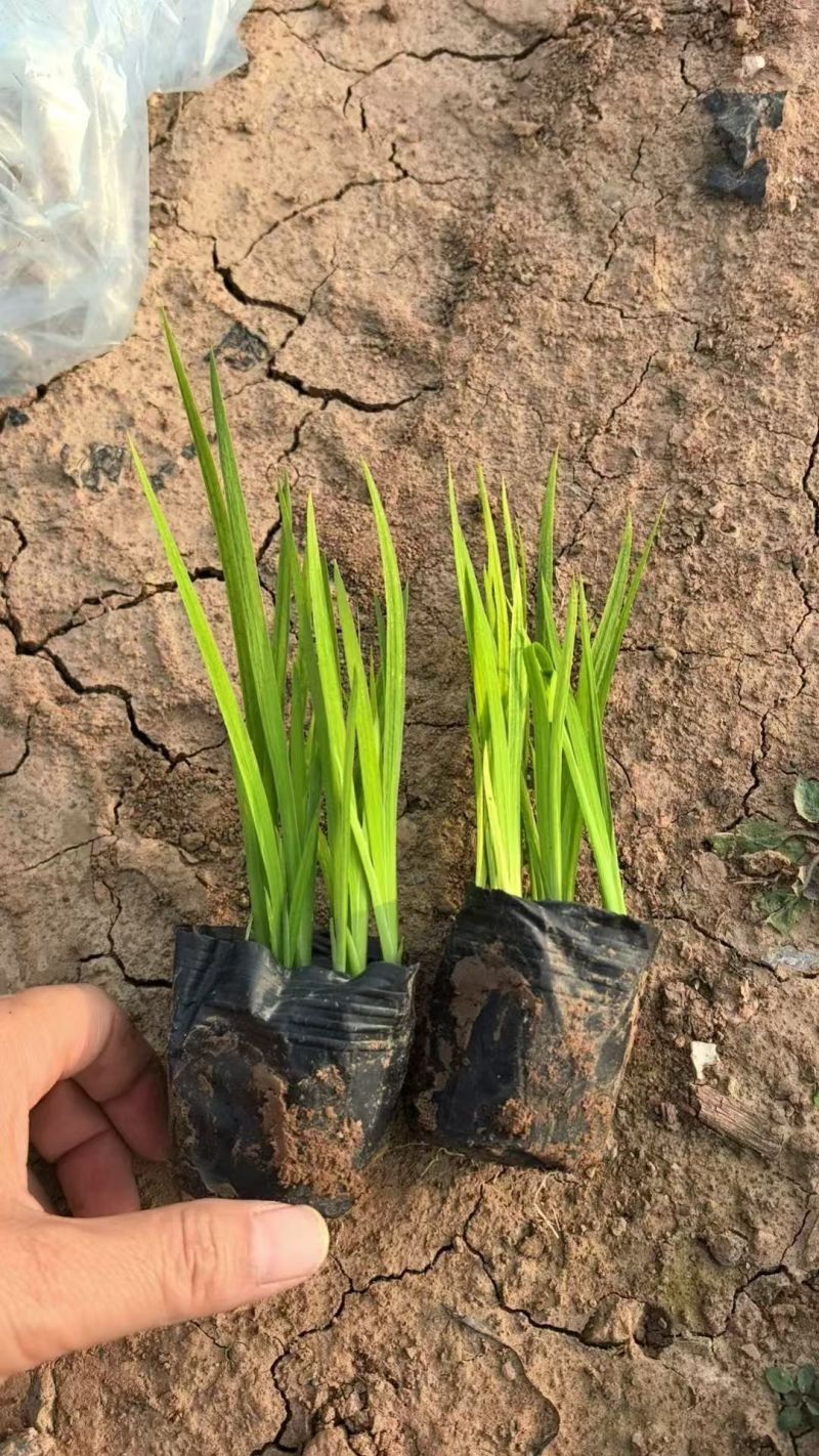绿化苗木水生鸢尾(黄菖蒲)基地批发适合公园河边等栽植