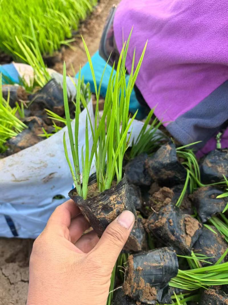 绿化苗木水生鸢尾(黄菖蒲)基地批发适合公园河边等栽植