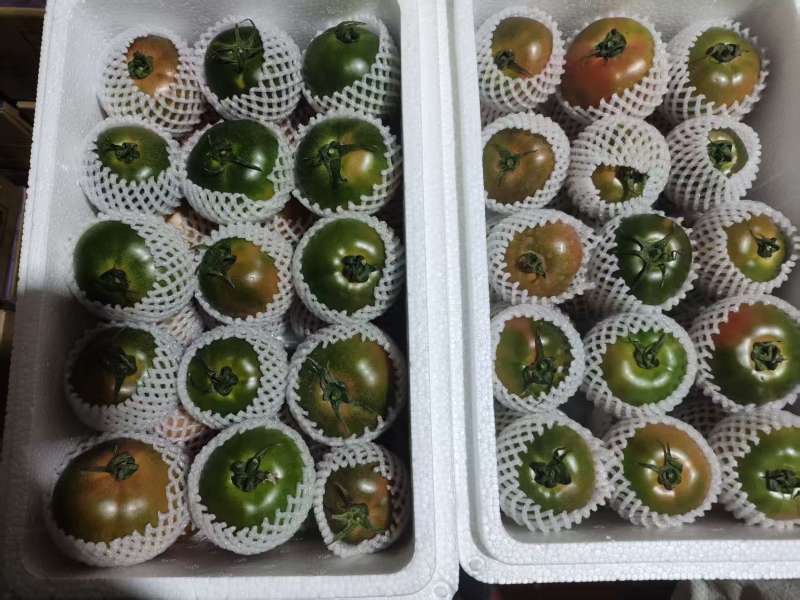 铁皮柿子草莓西红柿现摘现发基地直供大量现货支持档口电商