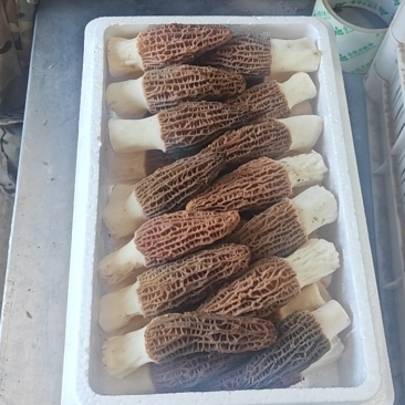鲜品羊肚菌