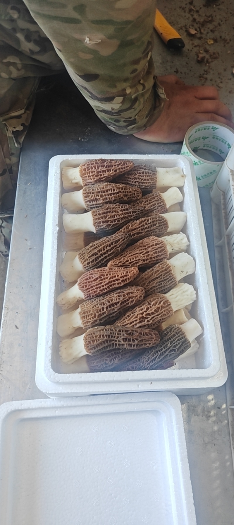 鲜品羊肚菌