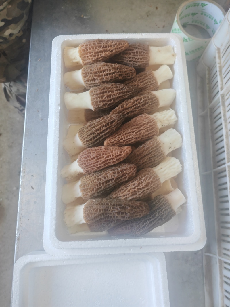 鲜品羊肚菌