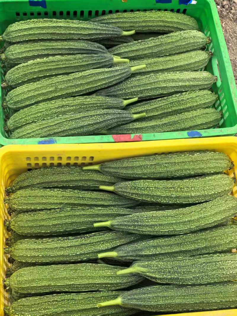 高品质花点丝瓜