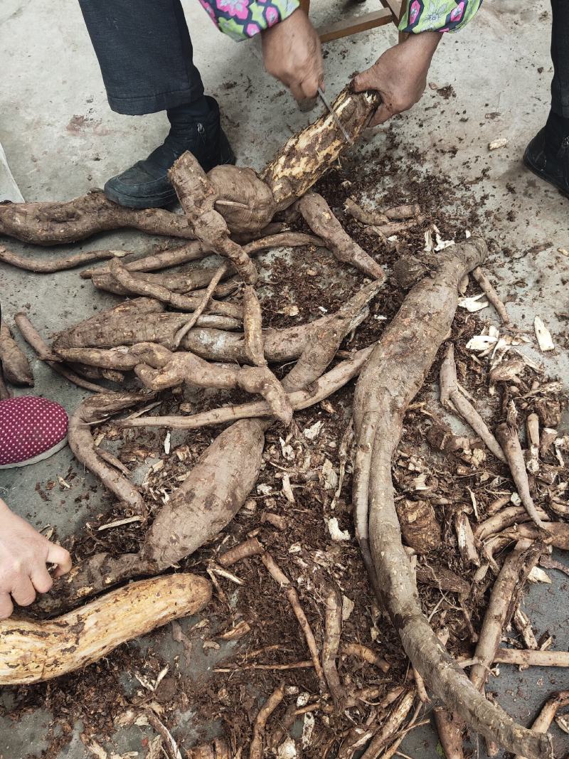 野生葛根粉大量批发，高质量，传统工艺制作，无任何添加剂。