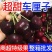 车厘子大樱桃一件代发拼多多淘宝抖音快手落地配