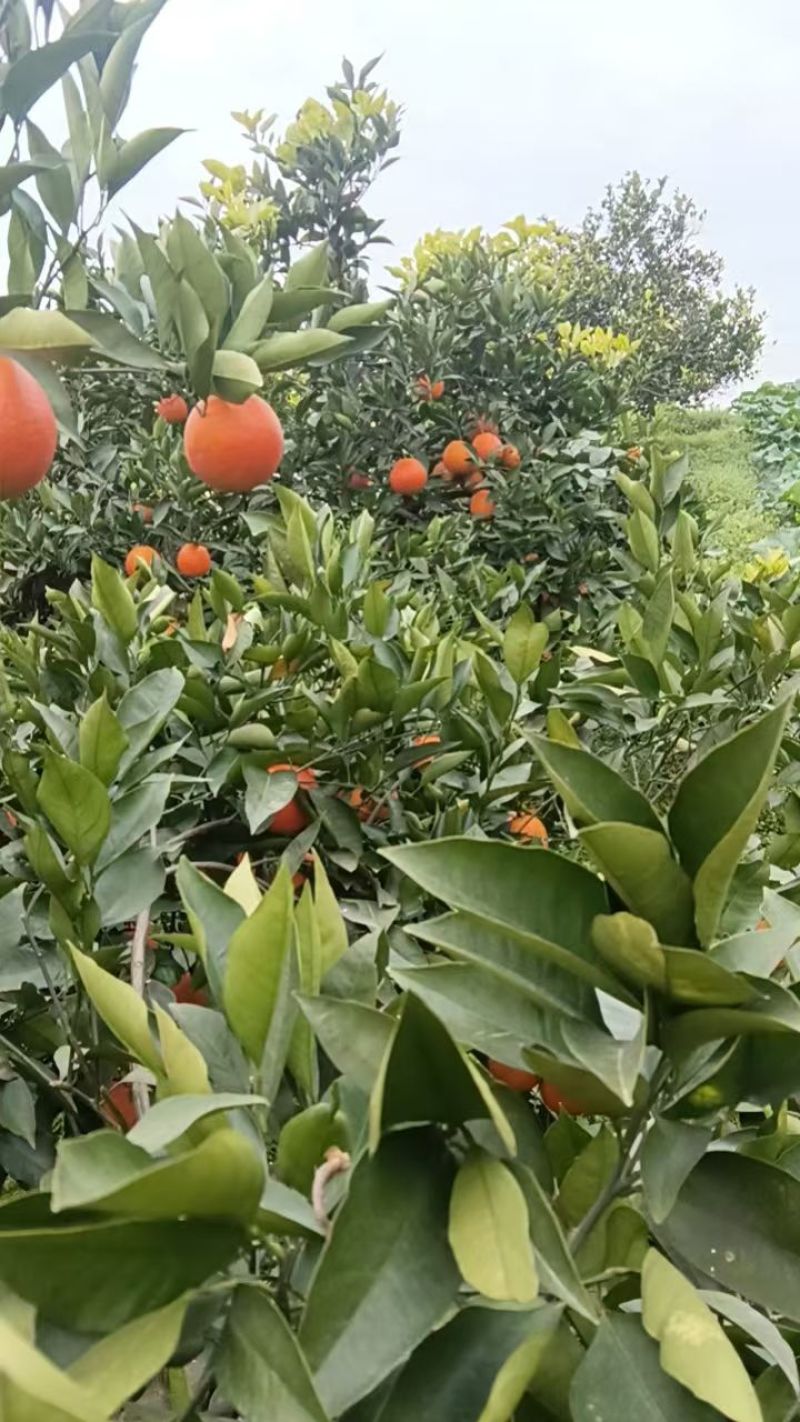 四川资阳血橙