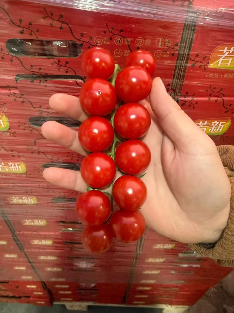 串收番茄saopolo，对接果品市场，连锁超市，常年供应