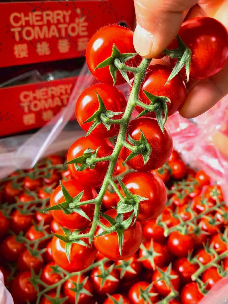 串收番茄saopolo，对接果品市场，连锁超市，常年供应