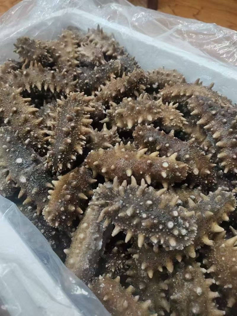 海参大连辽参干刺海参干度好酒店专用提供sc资质团购用