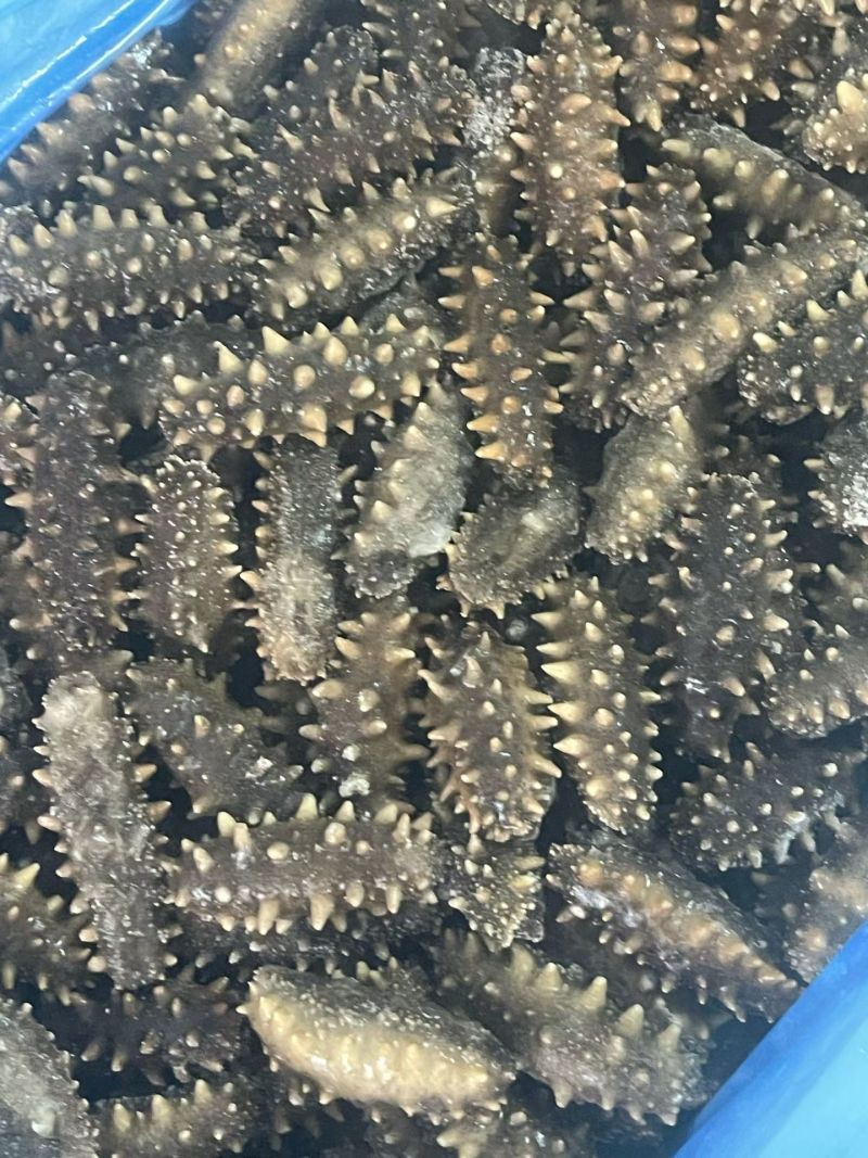 海参大连辽参干刺海参干度好酒店专用提供sc资质团购用