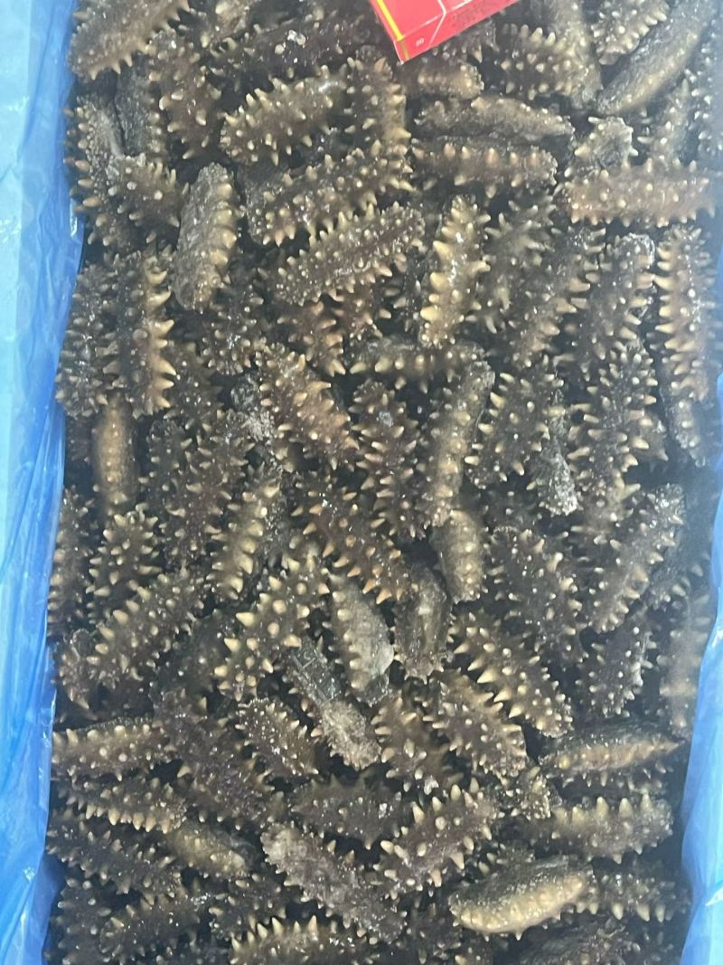 海参大连辽参干刺海参干度好酒店专用提供sc资质团购用